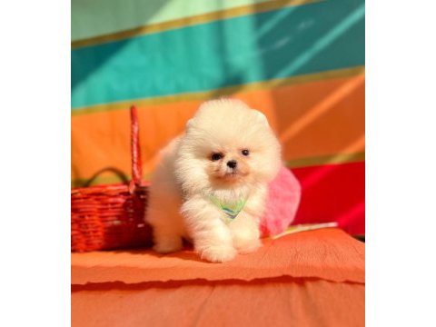 Safkan pomeranian boo yavrularımız