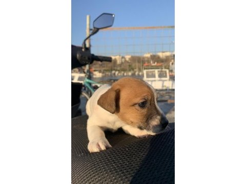 Safkan jack russell (1,5 aylık)
