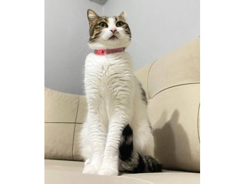 Kedimiz luna için acil yuva arıyoruz