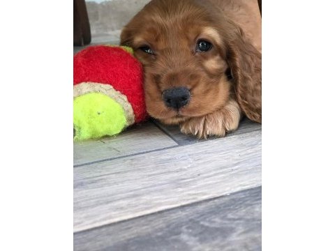 Cocker yavru teslime hazır