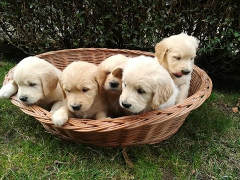 Golden retriever yavruları