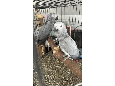 Bebek jako papağanları