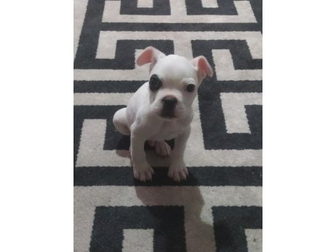 French bulldog (korsan)