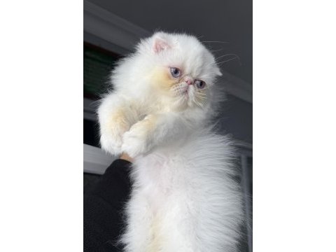 İran persian (mükemmel kalite)
