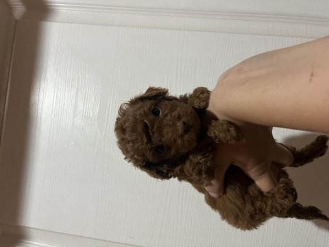 Kore kan toy poodle erkekler