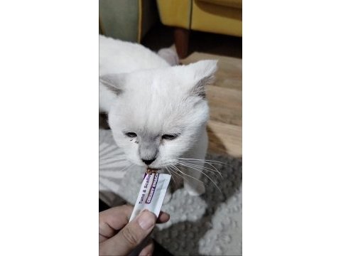 Erkek colorpoınt varyetelerine