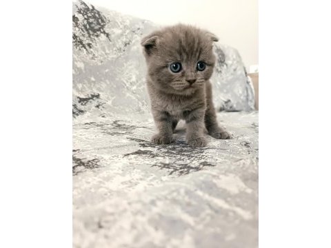 Scottish fold kedilerim rezerveye açıktır