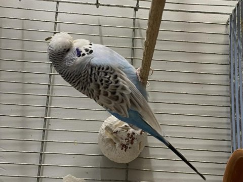 Dişi muhabbet kuşu ihtiyacı olana gider