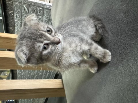 Scottish fold yavru kedimiz