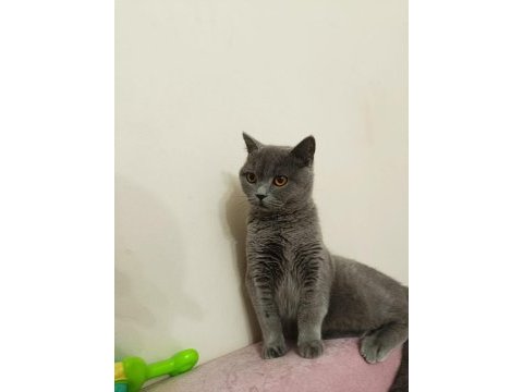Uygun sahiplendirme british shorthair