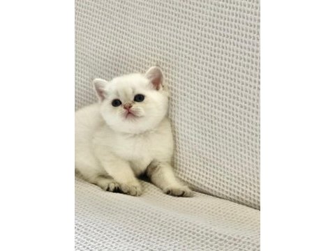 Beyaz prens mavi boncuk gözlü safkan british shorthair