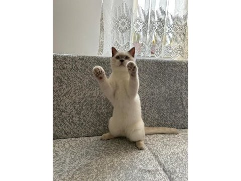 British shorthair yavrumuza yeni yuva arıyoruz