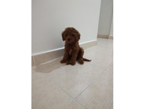 Toy poodle 2 aylık köpeğimiz