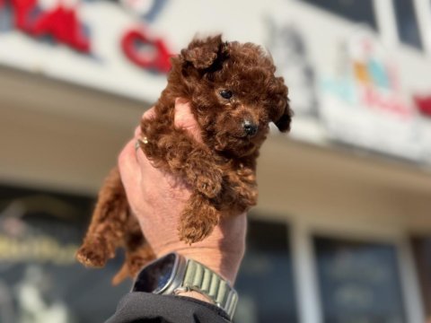 Petmode köpek çiftliğinden tea cup kore poodle