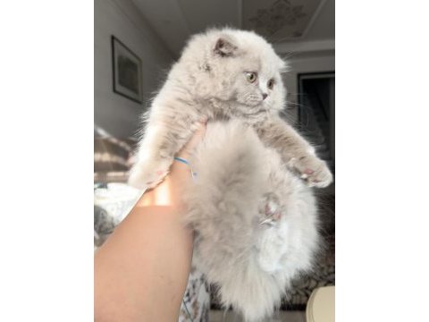 British longhair mükemmel ötesi bebekler