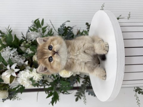 Black golden british shorthair prenses