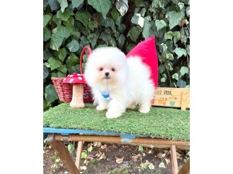 Orjinal pomeranian boo
