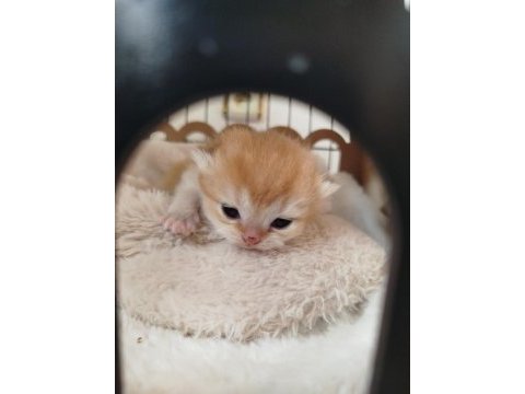 A kalite full şecereli golden ny12 british shorthair