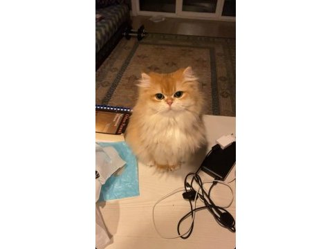 Golden longhair dişi kedim için eş arıyorum