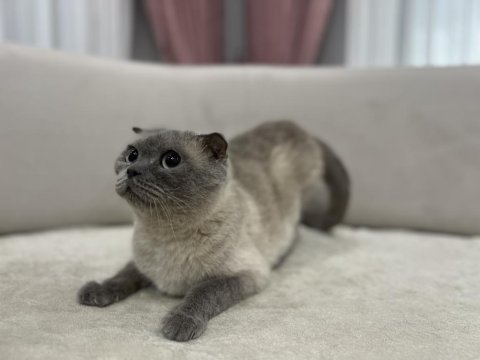Blue point scottish fold dişi