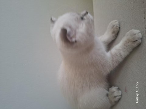 Yavru scottish fold kedisi