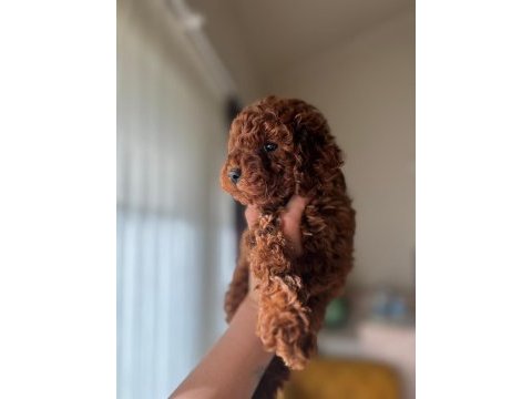 Sağlık ve ırk garantili toy poodle bebekler