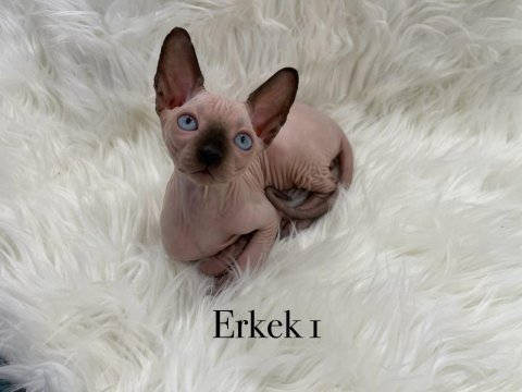 Sphynx sfenks tüysüz dişi erkek yavru