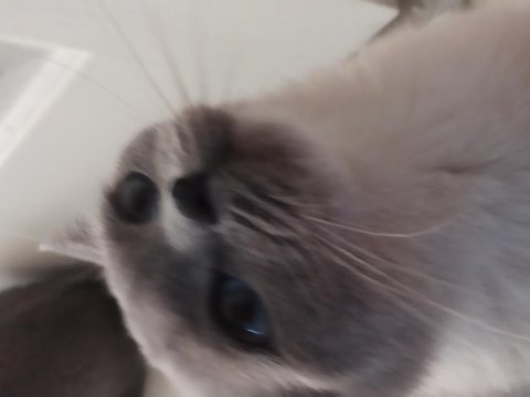 2 aylık british shorthair yavruların sahiplerini bekliyor