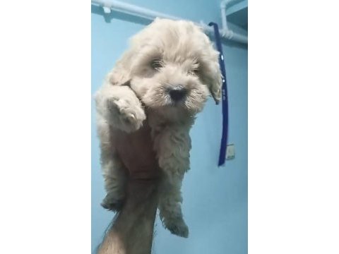 Maltipoo yavruları