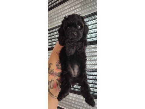 Silver black poodle yavrular