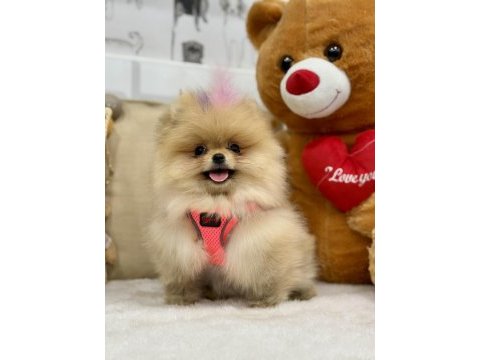 Tam bir ayı surat pomeranian güzelliğim