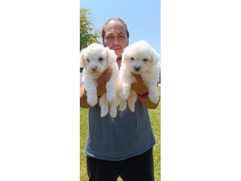 Lekesiz maltese terrier yavrular