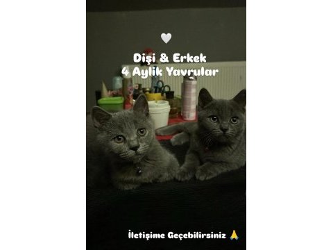 4 aylık sevimli oyuncu british shorthair yavrular