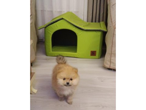 Pomeranian erkek 3 aylık