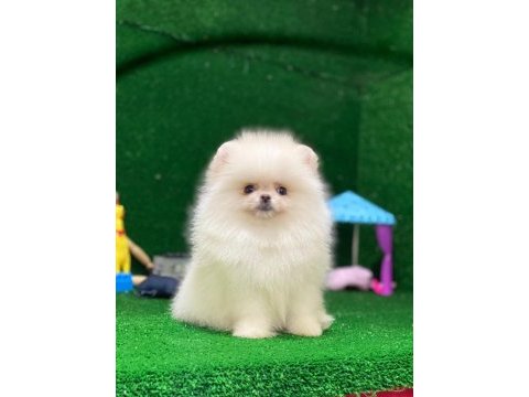 Blacks petshop garantisiyle sağlık garantili pomeranian