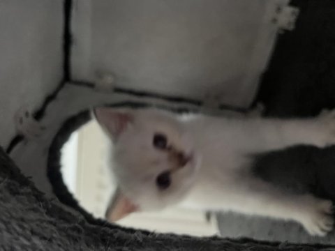 British shorthair lynx point erkek