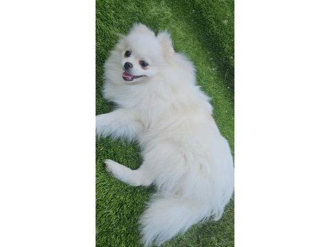 Pomeranian dişi beyaz prenses