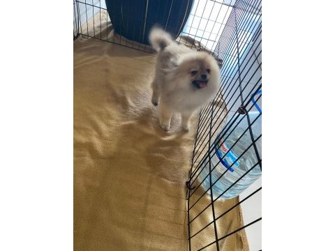 Pomeranian dişi bebekler