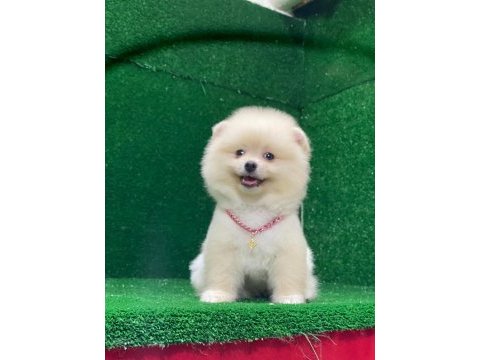Pomeranian boo yavrumuz çok tatlı