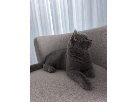 ​7 aylık aşılı karneli ve tuvalet eğitimli erkek kedimiz