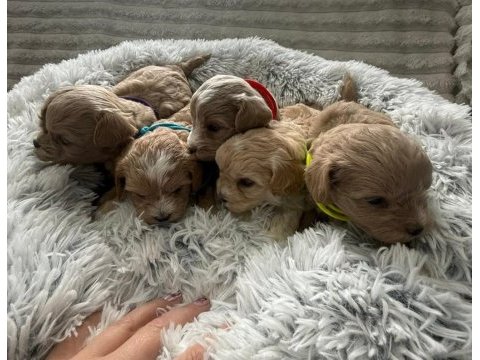 Ruhsatlı köpek çiftliğinden maltipoo yavrularımız