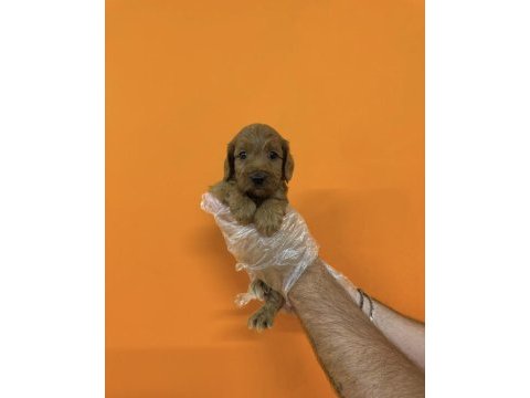Maltipoo ırk sağlık garantili yavrularımız