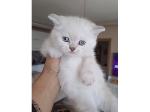 Safkan orjinal ırk yavru kedilerimiz