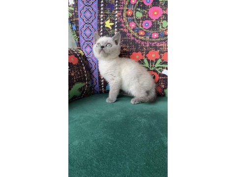 2 aylık blue point yavru british shorthair
