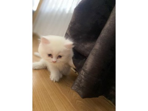 Şaka gibi ama gerçek british longhair tatlişler