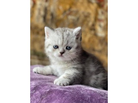 Full orjinal silver british shorthair bebek