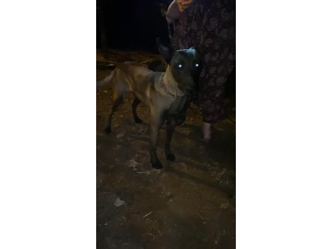 Belçika kurdu köpeğimizi sahiplendirme