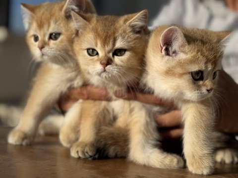 En güzel golden british shorthair yavrularımız