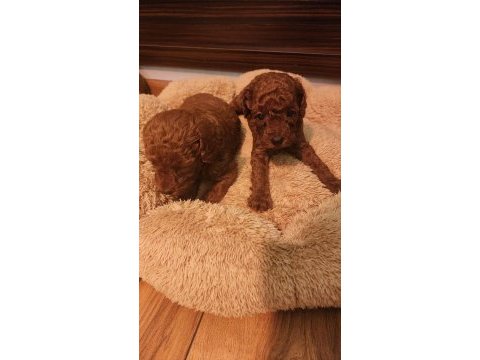 2 aylık toy poodle yavrular