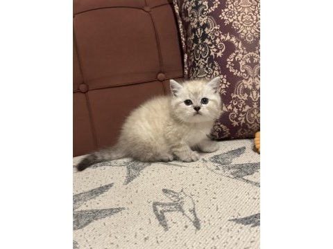 En güzelınden brıtısh yavrularımız